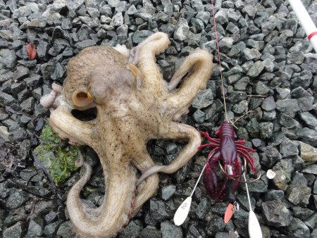 浜名湖オクトパッシング